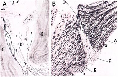 The concept of tissue regeneration: Epistemological and historical enquiry from early ideas on the regeneration of bone to the microscopic observations of the regeneration of peripheral nerves